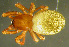  ( - TRD-ARA97)  @11 [ ] CreativeCommons - Attribution Non-Commercial Share-Alike (2014) Arne Fjellberg Arne Fjellberg Entomological Research