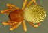  ( - TRD-ARA98)  @11 [ ] CreativeCommons - Attribution Non-Commercial Share-Alike (2014) Arne Fjellberg Arne Fjellberg Entomological Research