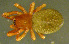  (Robertus scoticus - TRD-ARA99)  @15 [ ] CreativeCommons - Attribution Non-Commercial Share-Alike (2014) Arne Fjellberg Arne Fjellberg Entomological Research