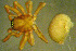  ( - TRD-ARA101)  @11 [ ] CreativeCommons - Attribution Non-Commercial Share-Alike (2014) Arne Fjellberg Arne Fjellberg Entomological Research