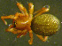  (Gongylidiellum - TRD-ARA102)  @15 [ ] CreativeCommons - Attribution Non-Commercial Share-Alike (2014) Arne Fjellberg Arne Fjellberg Entomological Research