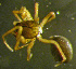  ( - TRD-ARA104)  @12 [ ] CreativeCommons - Attribution Non-Commercial Share-Alike (2014) Arne Fjellberg Arne Fjellberg Entomological Research