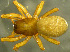  ( - TRD-ARA115)  @15 [ ] CreativeCommons - Attribution Non-Commercial Share-Alike (2014) Arne Fjellberg Arne Fjellberg Entomological Research