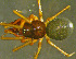  (Erigone tirolensis - TRD-ARA118)  @14 [ ] CreativeCommons - Attribution Non-Commercial Share-Alike (2014) Arne Fjellberg Arne Fjellberg Entomological Research