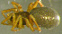  ( - TRD-ARA121)  @14 [ ] CreativeCommons - Attribution Non-Commercial Share-Alike (2014) Arne Fjellberg Arne Fjellberg Entomological Research