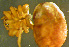  ( - TRD-ARA130)  @13 [ ] CreativeCommons - Attribution Non-Commercial Share-Alike (2014) Arne Fjellberg Arne Fjellberg Entomological Research