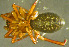  ( - TRD-ARA133)  @14 [ ] CreativeCommons - Attribution Non-Commercial Share-Alike (2014) Arne Fjellberg Arne Fjellberg Entomological Research