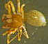  ( - TRD-ARA135)  @12 [ ] CreativeCommons - Attribution Non-Commercial Share-Alike (2014) Arne Fjellberg Arne Fjellberg Entomological Research