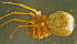  ( - TRD-ARA136)  @13 [ ] CreativeCommons - Attribution Non-Commercial Share-Alike (2014) Arne Fjellberg Arne Fjellberg Entomological Research