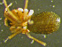  ( - TRD-ARA137)  @14 [ ] CreativeCommons - Attribution Non-Commercial Share-Alike (2014) Arne Fjellberg Arne Fjellberg Entomological Research