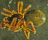  ( - TRD-ARA141)  @11 [ ] CreativeCommons - Attribution Non-Commercial Share-Alike (2014) Arne Fjellberg Arne Fjellberg Entomological Research