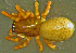  (Drepanotylus uncatus - TRD-ARA153)  @15 [ ] CreativeCommons - Attribution Non-Commercial Share-Alike (2014) Arne Fjellberg Arne Fjellberg Entomological Research