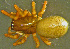  ( - TRD-ARA153)  @15 [ ] CreativeCommons - Attribution Non-Commercial Share-Alike (2014) Arne Fjellberg Arne Fjellberg Entomological Research