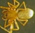  ( - TRD-ARA156)  @14 [ ] CreativeCommons - Attribution Non-Commercial Share-Alike (2014) Arne Fjellberg Arne Fjellberg Entomological Research