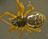  (Obscuriphantes - TRD-ARA173)  @14 [ ] CreativeCommons - Attribution Non-Commercial Share-Alike (2014) Arne Fjellberg Arne Fjellberg Entomological Research