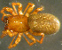  (Hilaira nubigena - TRD-ARA174)  @15 [ ] CreativeCommons - Attribution Non-Commercial Share-Alike (2014) Arne Fjellberg Arne Fjellberg Entomological Research