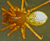  ( - TRD-ARA177)  @15 [ ] CreativeCommons - Attribution Non-Commercial Share-Alike (2014) Arne Fjellberg Arne Fjellberg Entomological Research