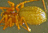  ( - TRD-ARA178)  @14 [ ] CreativeCommons - Attribution Non-Commercial Share-Alike (2014) Arne Fjellberg Arne Fjellberg Entomological Research