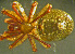  (Robertus lyrifer - TRD-ARA180)  @15 [ ] CreativeCommons - Attribution Non-Commercial Share-Alike (2014) Arne Fjellberg Arne Fjellberg Entomological Research