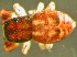  (Ballus chalybeius - TRD-ARA184)  @14 [ ] CreativeCommons - Attribution Non-Commercial Share-Alike (2014) Arne Fjellberg Arne Fjellberg Entomological Research