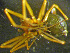  ( - TRD-ARA187)  @13 [ ] CreativeCommons - Attribution Non-Commercial Share-Alike (2014) Arne Fjellberg Arne Fjellberg Entomological Research