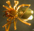  ( - TRD-ARA188)  @14 [ ] CreativeCommons - Attribution Non-Commercial Share-Alike (2014) Arne Fjellberg Arne Fjellberg Entomological Research