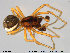  (Pachygnatha listeri - TRD-ARA06)  @15 [ ] CreativeCommons - Attribution Non-Commercial Share-Alike (2014) NTNU University Museum, Department of Natural History NTNU University Museum, Department of Natural History