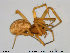  (Bolephthyphantes - TRD-ARA15)  @14 [ ] CreativeCommons - Attribution Non-Commercial Share-Alike (2014) NTNU University Museum, Department of Natural History NTNU University Museum, Department of Natural History