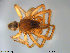  (Segestriidae - TRD-ARA53)  @15 [ ] CreativeCommons - Attribution Non-Commercial Share-Alike (2014) NTNU University Museum, Department of Natural History NTNU University Museum, Department of Natural History