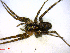  (Pardosa dorsalis - BIOUG02607-E07)  @13 [ ] CreativeCommons - Attribution (2011) M. Alex Smith Centre for Biodiversity Genomics