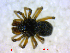  (Glyphesis scopulifer - BIOUG02613-C08)  @12 [ ] CreativeCommons - Attribution (2012) M. Alex Smith Centre for Biodiversity Genomics