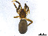  (Sosticus - BIOUG01027-G04)  @15 [ ] CreativeCommons - Attribution Non-Commercial Share-Alike (2015) M. Alex Smith Research Collection of M. Alex Smith