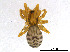  (Phrurotimpus alarius - BIOUG01027-G07)  @15 [ ] CreativeCommons - Attribution Non-Commercial Share-Alike (2015) M. Alex Smith Research Collection of M. Alex Smith