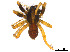  (Pirata praedo - BIOUG01027-G09)  @15 [ ] CreativeCommons - Attribution Non-Commercial Share-Alike (2015) M. Alex Smith Research Collection of M. Alex Smith