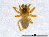  (Pocadicnemis americana - BIOUG01027-H06)  @15 [ ] CreativeCommons - Attribution Non-Commercial Share-Alike (2015) M. Alex Smith Research Collection of M. Alex Smith