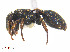  (Cephalotes minutus - CCDB-32045-C06)  @14 [ ] CreativeCommons  Attribution Non-Commercial Share-Alike (2018) M. Alex Smith University of Guelph