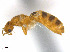  (Brachymyrmex ACJ7628 - CCDB-32045-E10)  @13 [ ] CreativeCommons  Attribution Non-Commercial Share-Alike (2018) M. Alex Smith University of Guelph