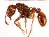  (Myrmica striolagaster - MAS079-07)  @15 [ ] Unspecified (default): All Rights Reserved  Unspecified Unspecified