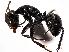  (Camponotus ulcerosus - MAS126-07)  @14 [ ] Unspecified (default): All Rights Reserved  Unspecified Unspecified