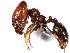  (Pheidole xerophila - MAS127-07)  @15 [ ] Unspecified (default): All Rights Reserved  Unspecified Unspecified