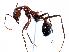  (Aphaenogaster cockerelli - MAS159-07)  @15 [ ] Unspecified (default): All Rights Reserved  Unspecified Unspecified