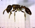  (Leptothorax AF-can - BIOUG02018-B05)  @13 [ ] CreativeCommons - Attribution (2011) M. Alex Smith Centre for Biodiversity Genomics