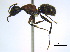  ( - BIOUG06760-A02)  @15 [ ] CreativeCommons - Attribution (2011) Unspecified Centre for Biodiversity Genomics