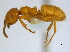  (Lasius subglaber - BIOUG06760-A10)  @15 [ ] CreativeCommons - Attribution (2011) Unspecified Centre for Biodiversity Genomics