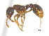  ( - BIOUG07487-A03)  @14 [ ] CreativeCommons - Attribution (2011) Unspecified Centre for Biodiversity Genomics