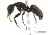  (Camponotus pennsylvanicus - BIOUG07487-H01)  @15 [ ] CreativeCommons - Attribution (2011) Unspecified Centre for Biodiversity Genomics