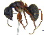  (Camponotus herculeanus - BIOUG07487-H05)  @16 [ ] CreativeCommons - Attribution (2011) Unspecified Centre for Biodiversity Genomics