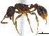  (Myrmica fracticornis - BIOUG07487-H06)  @15 [ ] CreativeCommons - Attribution (2011) Unspecified Centre for Biodiversity Genomics