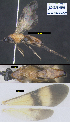  (Zelomorpha johnchemsaki - DHJPAR0040547)  @14 [ ] CreativeCommons  Attribution Non-Commercial Share-Alike (2018) Michael Sharkey University of Kentucky