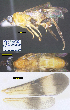  (Zelomorpha kellyanneae - DHJPAR0015536)  @13 [ ] CreativeCommons  Attribution Non-Commercial Share-Alike (2018) Michael Sharkey University of Kentucky